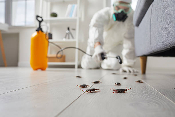 Commercial Rodent Management in Bethel Island